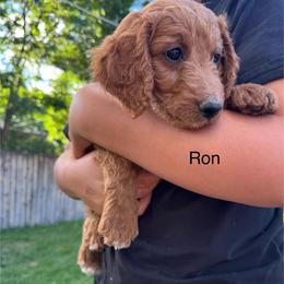 Ron - Red  male Goldendoodle puppy in Golden, Colorado from Golden Mesa Doodles