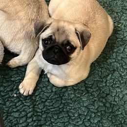 Pug Puppies from Garrick’s Precious Pugs
