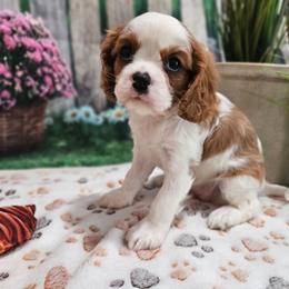 AKC - Genesis - Blenheim female Cavalier King Charles Spaniel puppy in Lebanon, Missouri from Leerose Puppies
