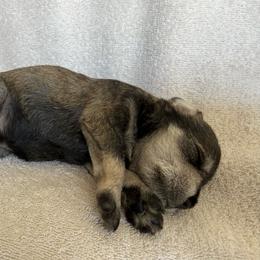 Rugar -AKC- Black Collar - Salt and pepper male Miniature Schnauzer puppy in Wheeler, Wisconsin from Sue’s Miniature Schnauzers