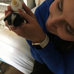 Cavalier King Charles Spaniel Puppies from Colorful Cavaliers