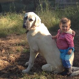 Turkish Boz Shepherd All Grown Up from Urmah Kennel
