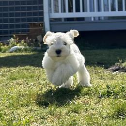 Miniature Schnauzer Puppies from Larsen’s Adorable Pups