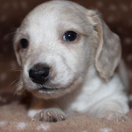 Pretzel - Fawn (isabella) and cream male Dachshund puppy in Roanoke, Alabama from 3B Doxies