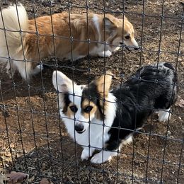 Paisley - Pembroke Welsh Corgi