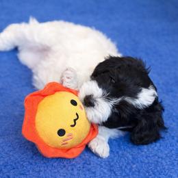 Woofio - Parti male Goldendoodle puppy in Bountiful, Utah from PJs Puppy Love