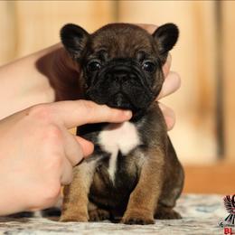 Ace - Fawn male French Bulldog puppy in Vancouver, Washington from Blackwell's American & French Bulldogs