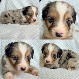 Blue Merle male 2 - Blue merle male Miniature Australian Shepherd puppy in Brooker, Florida from Honey, I Shrunk the Aussies