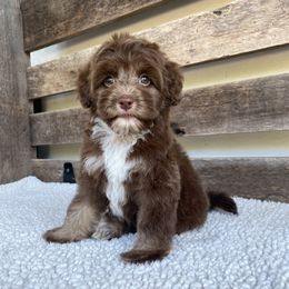Gemini - Tri-color female Australian Labradoodle puppy in Knoxville, Tennessee from GWagz