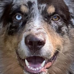 Phoenix - Australian Shepherd