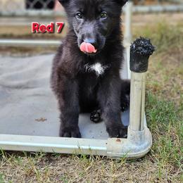 Boy 2 Red - Black male German Shepherd puppy in Rome, Georgia from Patriot Shepherds