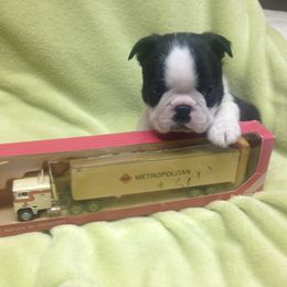 Boston Terriers from ChriMaso Boston Terriers