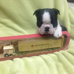 Boston Terriers from ChriMaso Boston Terriers
