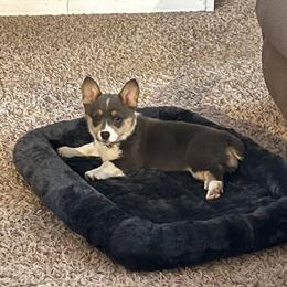 Pembroke Welsh Corgi Puppies from Gotta Chase Em All Corgis