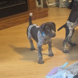 Female 3 - Liver roan female German Shorthaired Pointer puppy in Kathleen, Florida from Alex Yates GSP's