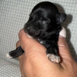 Black girl 4 white toes - Black female Miniature Schnauzer puppy in Forest, Virginia from Prestige Kennel LLC