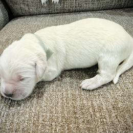 Girl 1 - female Golden Retriever puppy in Clovis, California from Puppy Love, Hall's Goldens