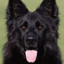 Puma - German Shepherd