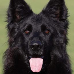 Puma - German Shepherd