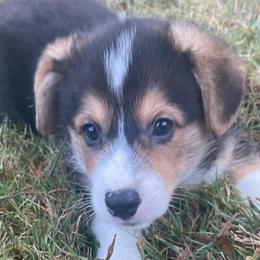 Mr Blue - Black and tan male Pembroke Welsh Corgi puppy in Adairsville, Georgia from R&R Corgis