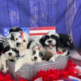 Companion Cross Puppies from Puppies Full of Love