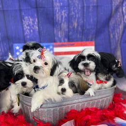 Companion Cross Puppies from Puppies Full of Love