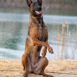 Lockett - Belgian Malinois