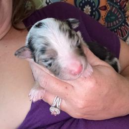 Wren - Blue merle female Australian Shepherd puppy in Four Oaks, North Carolina from RoseWest Farms