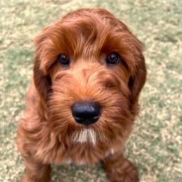 Milo - Red  male Goldendoodle puppy in Scottsdale, Arizona from Cockadoodle Poo Puppies