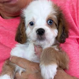 Quail - Merle male Cavapoo puppy in Yuciapa, California from AlltheDoodlez_
