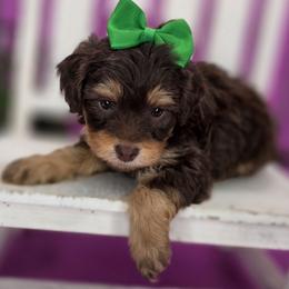 Flopsy - Chocolate female Goldendoodle puppy in Decatur, Tennessee from Diamond's Doodles