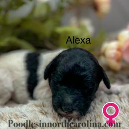 Alexa - Parti female Poodle puppy in Greenville, North Carolina from Grace Poodles