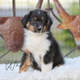 Butters - Black tri male Miniature Australian Shepherd puppy in Olivehurst, California from McDaniel Aussies