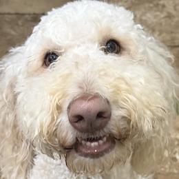 Lili - Goldendoodle