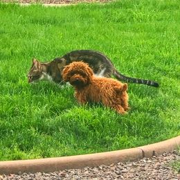 Poodle Puppies from Premier Poodle