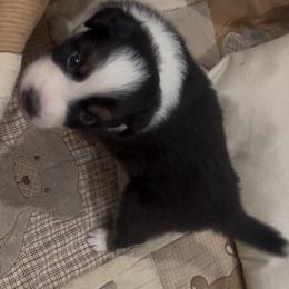 Kazoo - Black tri-color male Australian Shepherd puppy in Bennett, Colorado from Alolan Angel Aussies