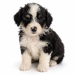 Crew - Black tri-color male Aussiedoodle puppy in Louisville, Mississippi from Kristy’s Kennels