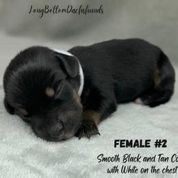 Female 2 - Black and tan female Dachshund puppy in Birmingham, Alabama from LongBottomDachshunds