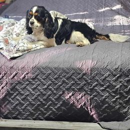 Ruger - Cavalier King Charles Spaniel