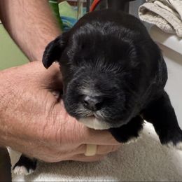 Boy 2 - Black male Portuguese Water Dog puppy in California from Lukos Portuguese Water Dogs