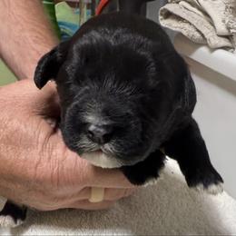 Boy 2 - Black male Portuguese Water Dog puppy in California from Lukos Portuguese Water Dogs