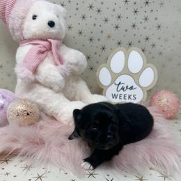 Twixie - Black and tan parti female Pomeranian puppy in Concord, California from Eelan’s Poms