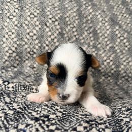 Blanca (Girl 2) - Black tan and white female Biewer Terrier puppy in Las Cruces, New Mexico from De La Rosa Biewers