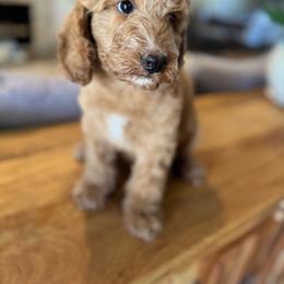 Jack O Lantern - Red male Bernedoodle puppy in Gilbert, Arizona from Sunburst Doodles