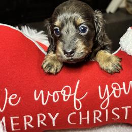 Blue and tan - Blue and tan female Dachshund puppy in Crestview, Florida from Neverending Dachies