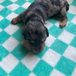 Pink collar - Dapple female Dachshund puppy in Eustis, Florida from K8’s Dachshunds