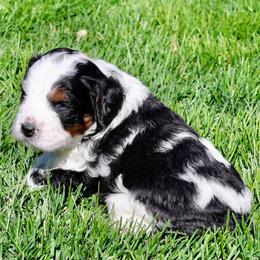 Tony - Tri-color male Bernedoodle puppy in Lehi, Utah from Petersen Bernedoodles