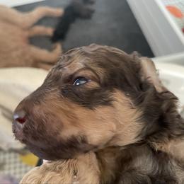 Ruger - Sable male Poodle puppy in Mechanicsburg, Pennsylvania from Ashton’s Standards