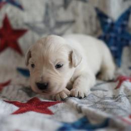 Golden Retriever Puppies from Double Down Retrievers