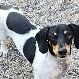 Winston - Dachshund